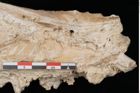 Foto (Detailansicht) von Plantae indet.  (NHMW-GEO-2024-0188-11378)